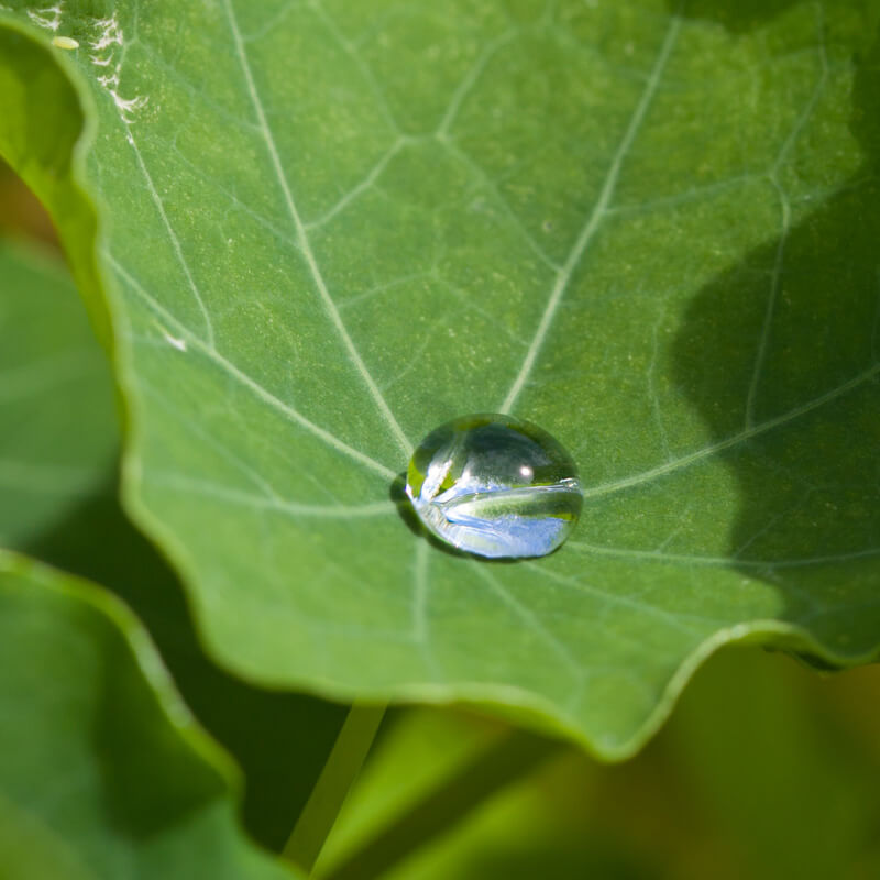 Du bringst Deinen Pitch nicht auf den Punkt: Was wirklich dahinter steckt Großaufnahme eines Wassertropfens auf einem grünen, leicht trichterförmigen Blatt, dessen Adern sternförmig aus dem Bild laufen