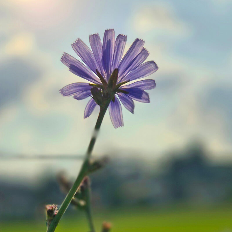 Natürlich statt perfekt – der eigene Pitch Einzelne Bergblüte als Sinnbild für Natürlichkeit und authentisches Auftreten